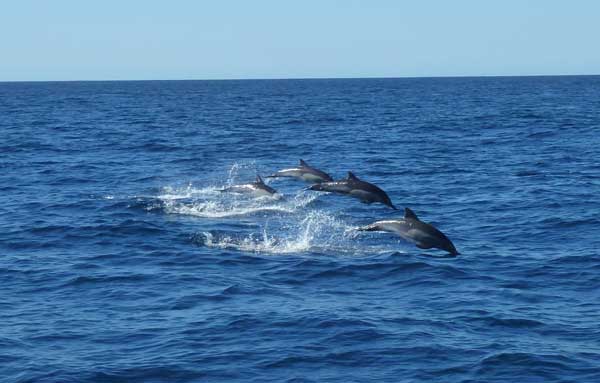 Dolphine Splash